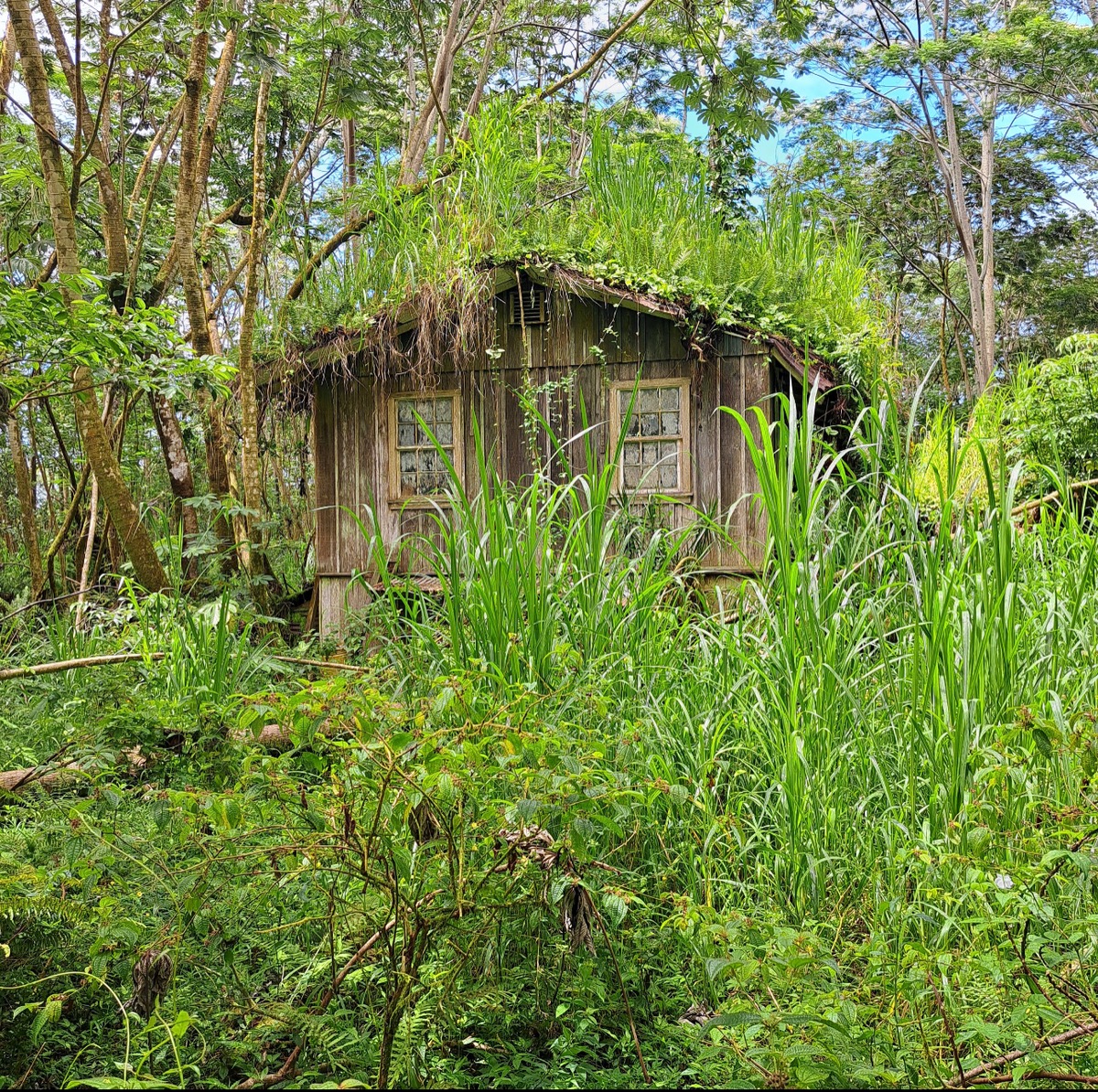 a backyard of a house with lots of green space and lake view