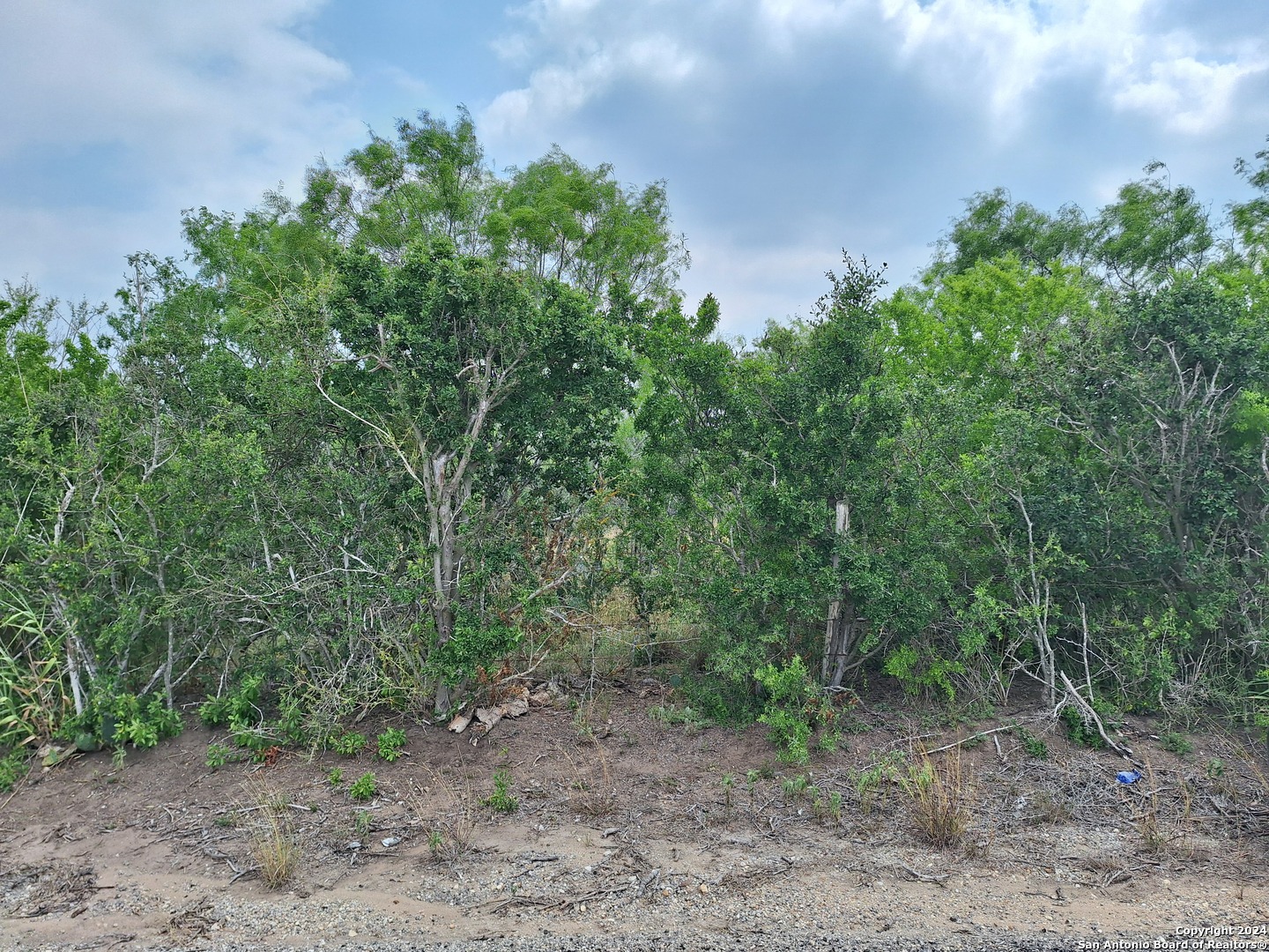 a view of a forest with trees in the background