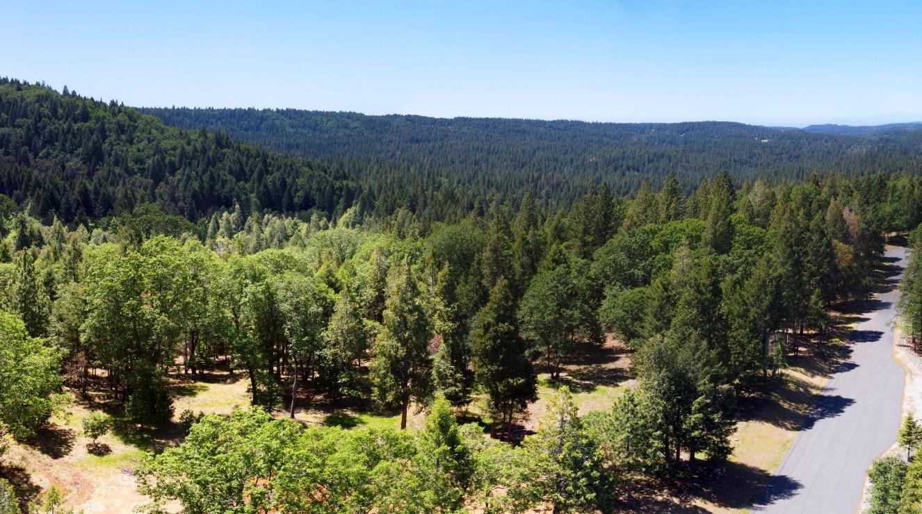 a view of a forest with a lake