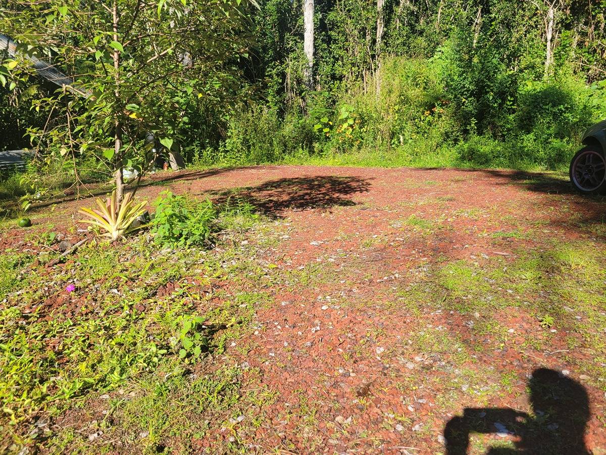 a view of a yard with a tree