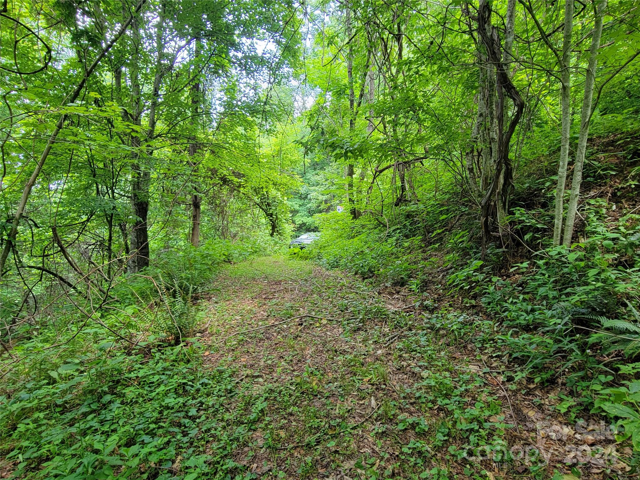 a view of a lush green forest