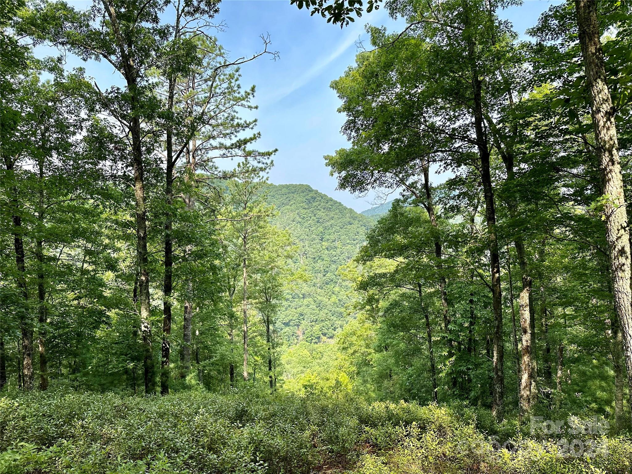 a view of a forest