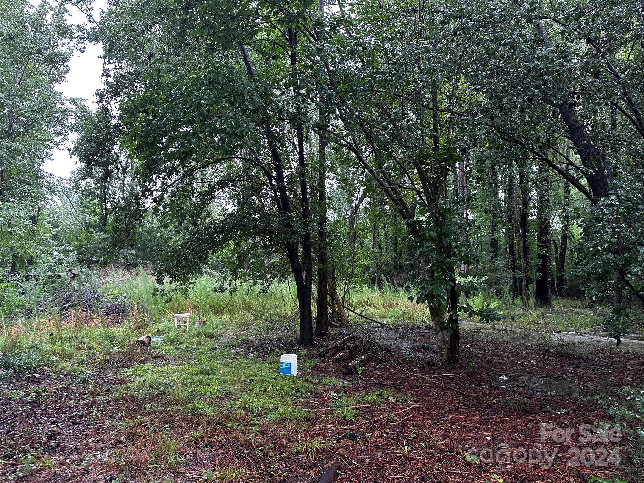 a view of some trees in the forest