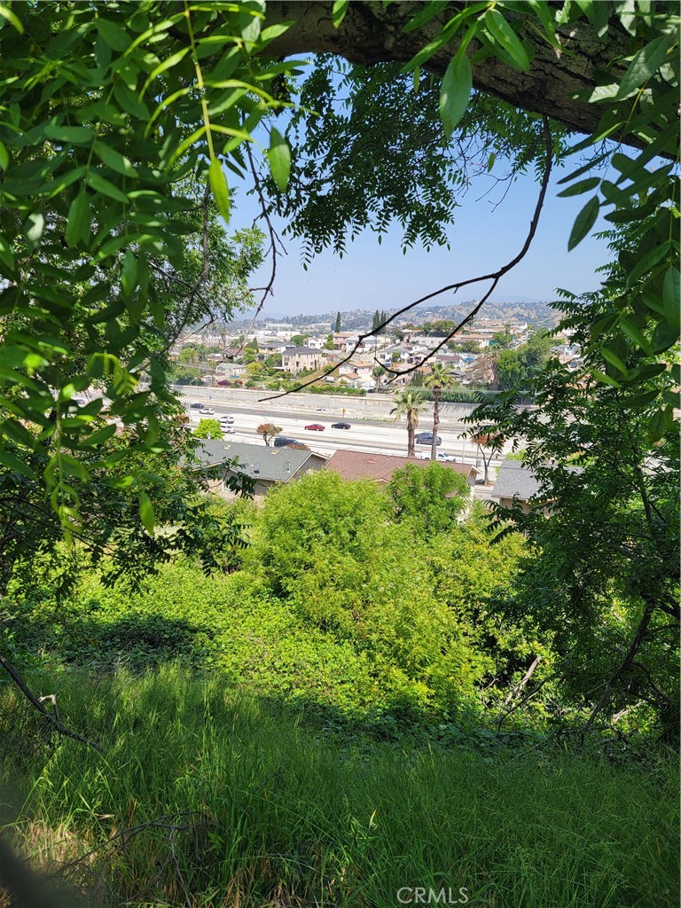 a view of a yard in a garden