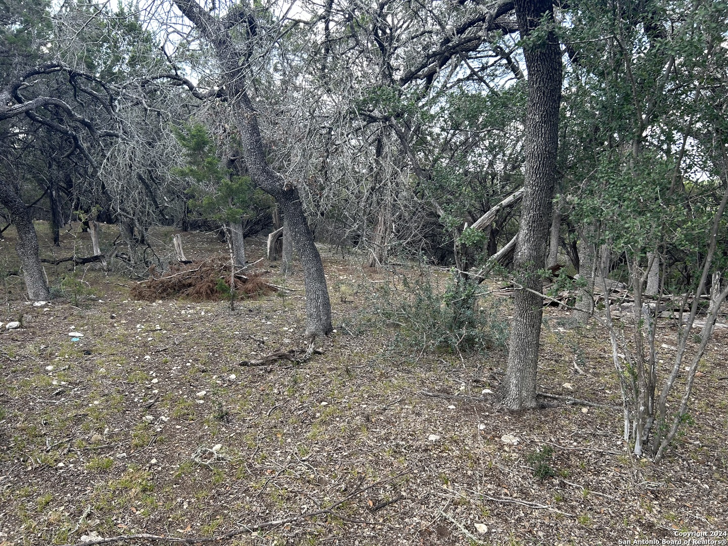 a view of a forest with trees in the background