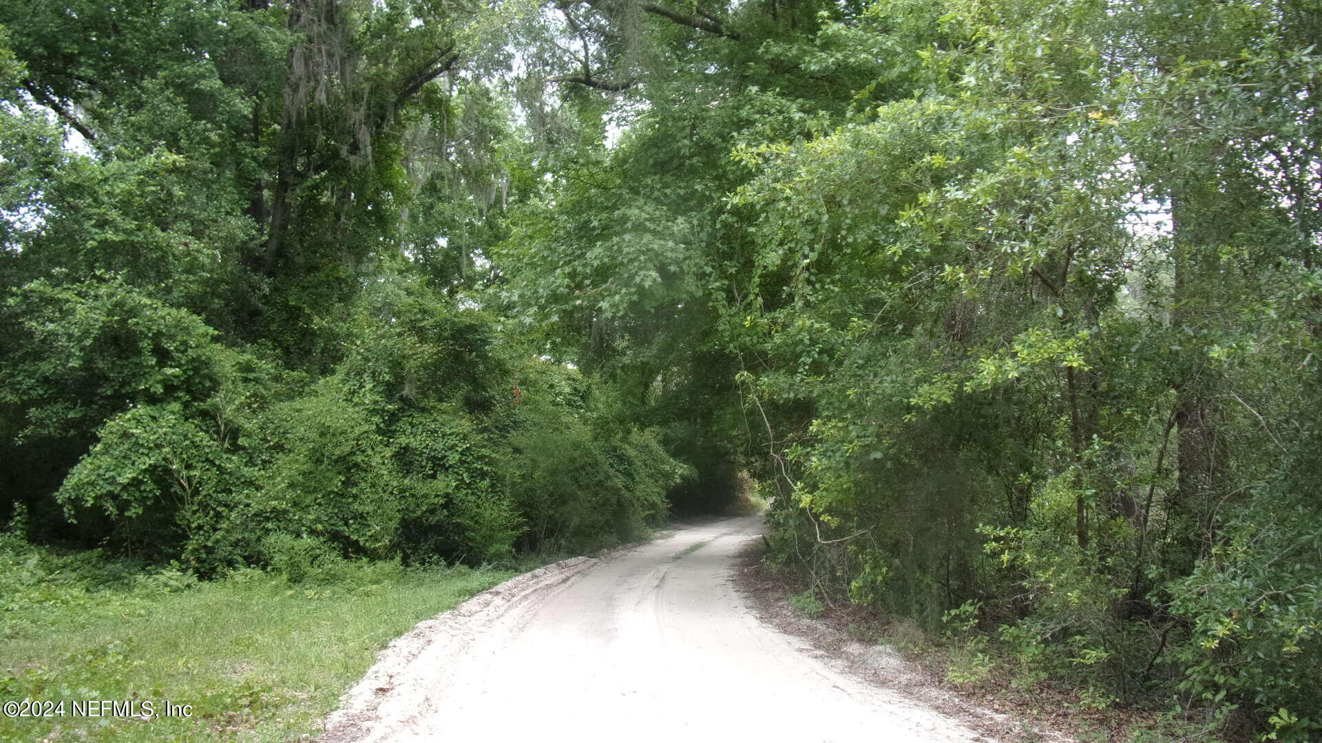 a view of a forest with a tree