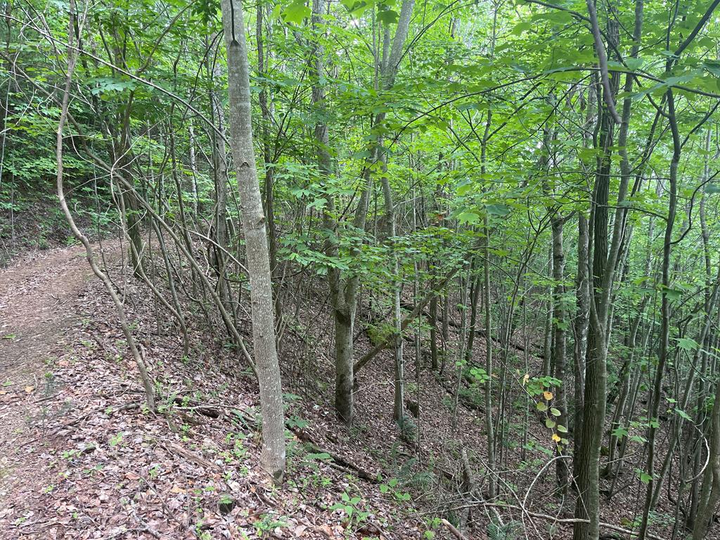 a view of a forest with lots of trees