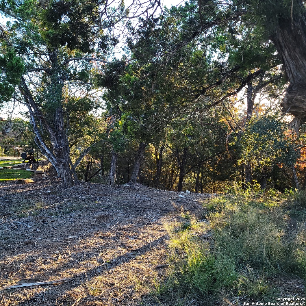 a view of a yard with plants and trees