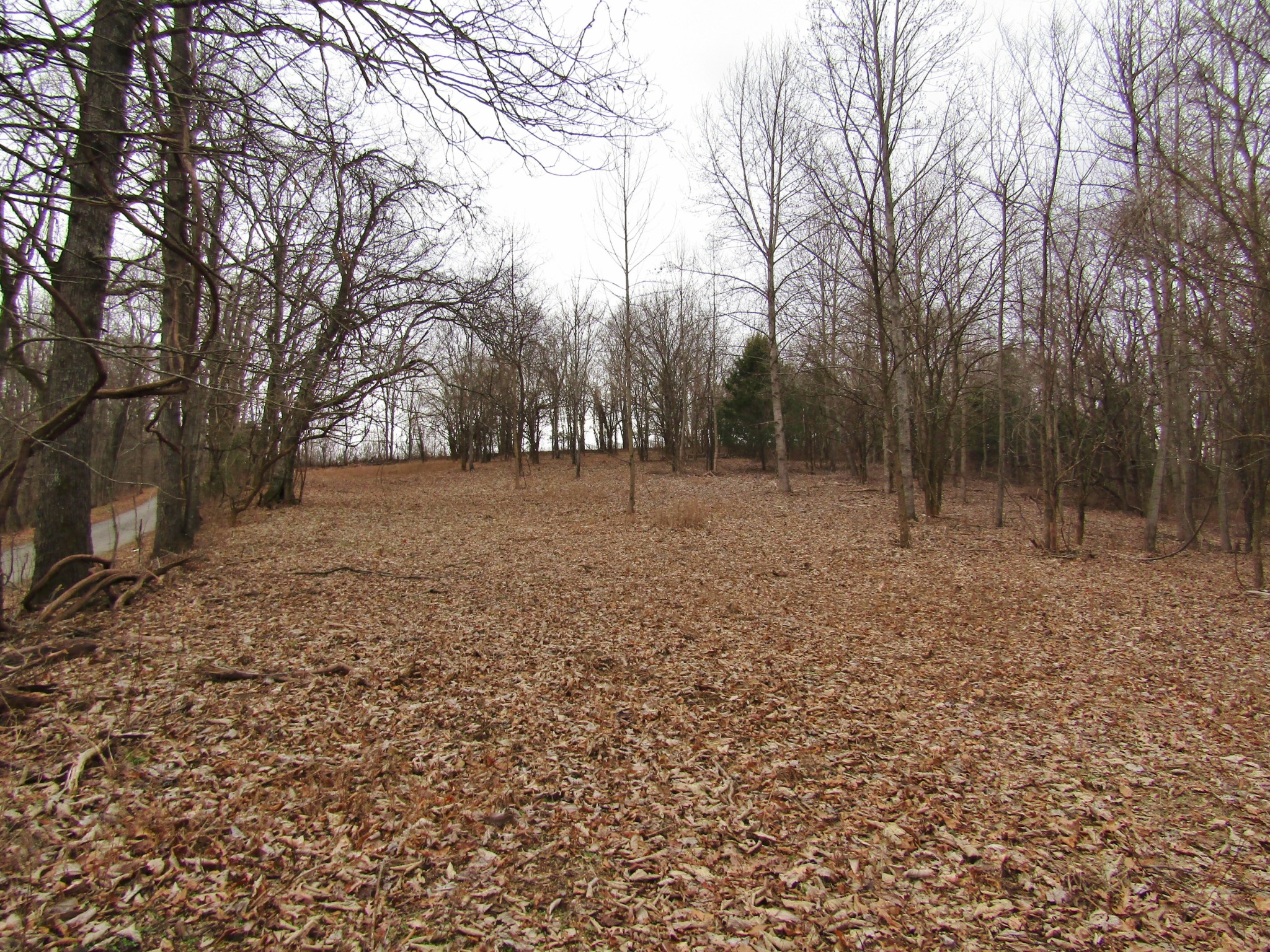 a view of outdoor space with trees