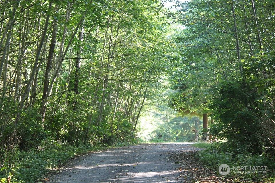 a view of a yard with plants and trees