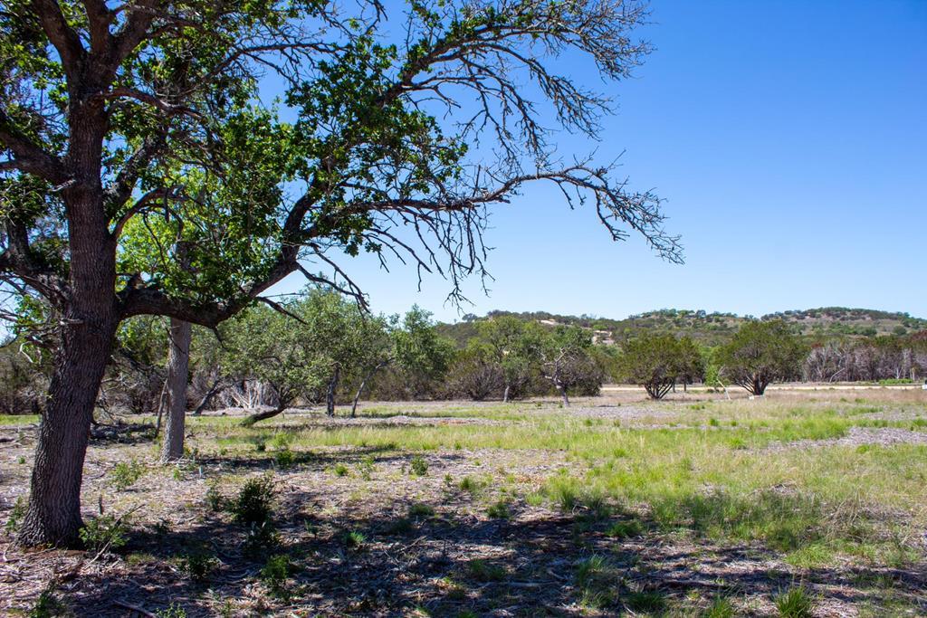 a view of a field with a tree in the background