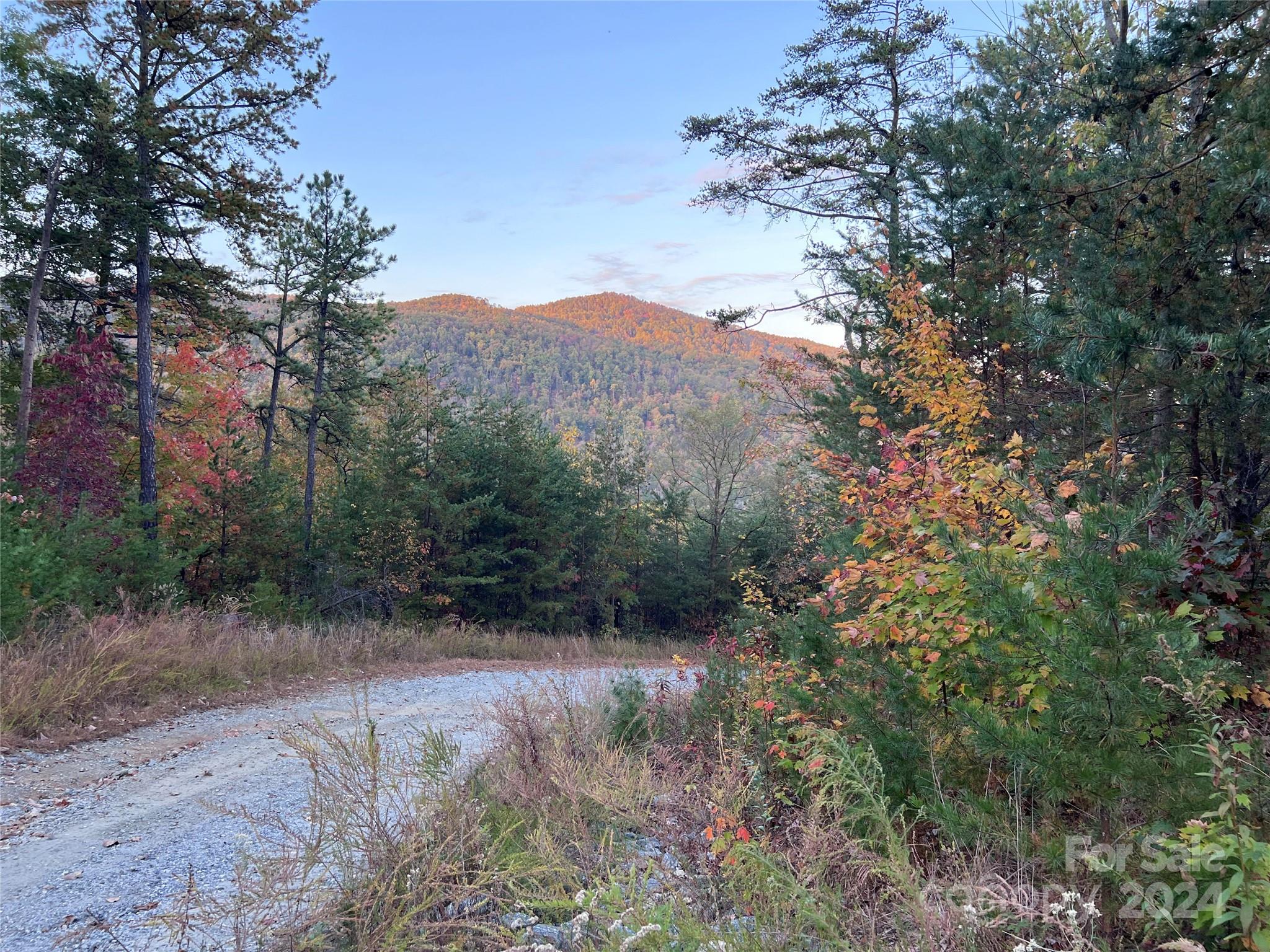 a view of a forest with a tree