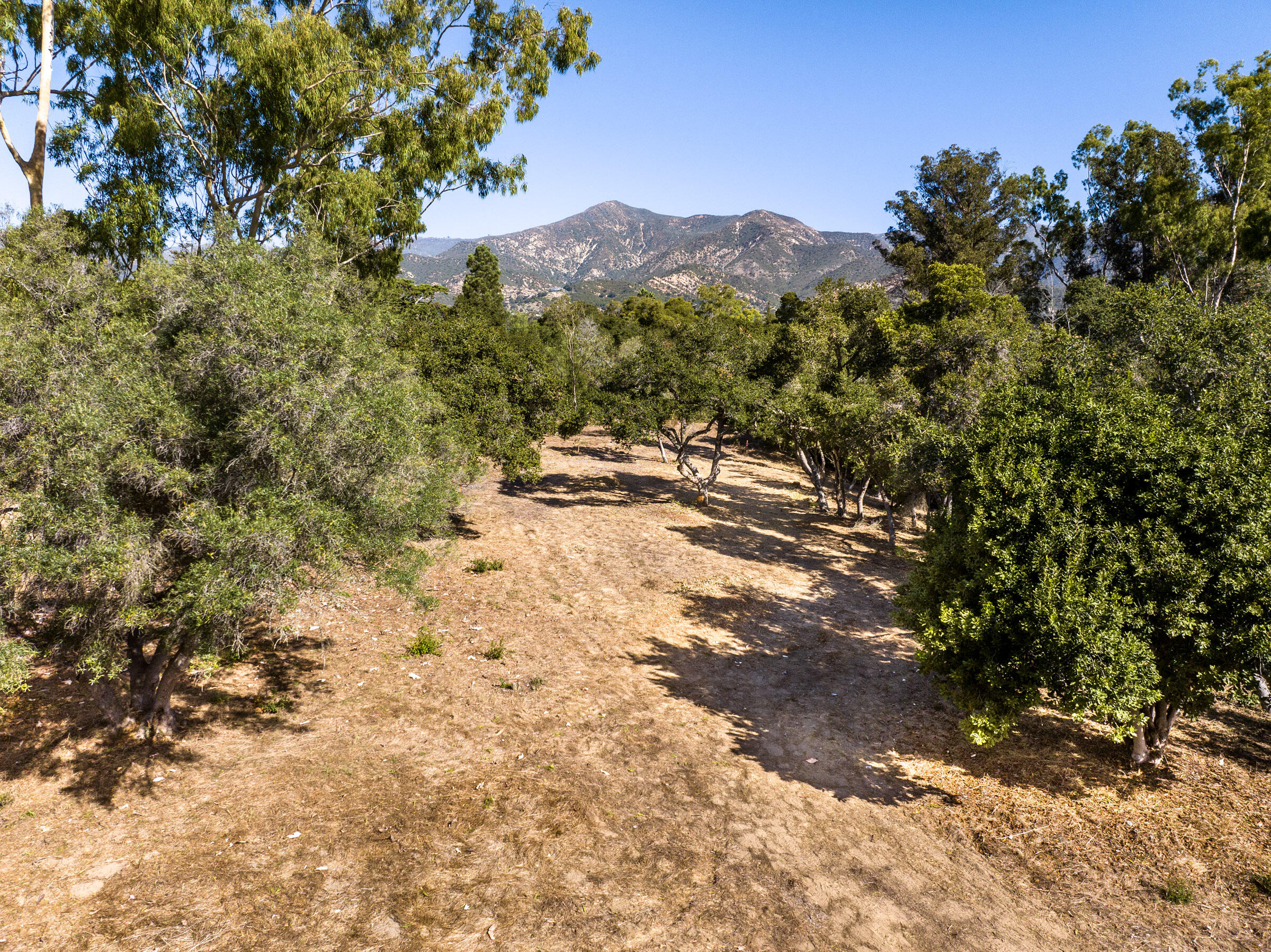 a view of a mountain with a tree in the background