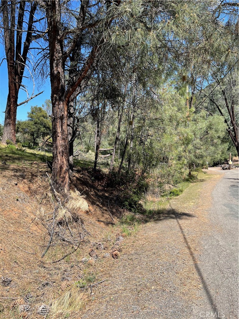 a view of a yard with plants and trees