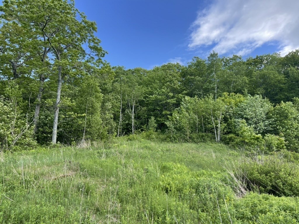 a view of a lush green space