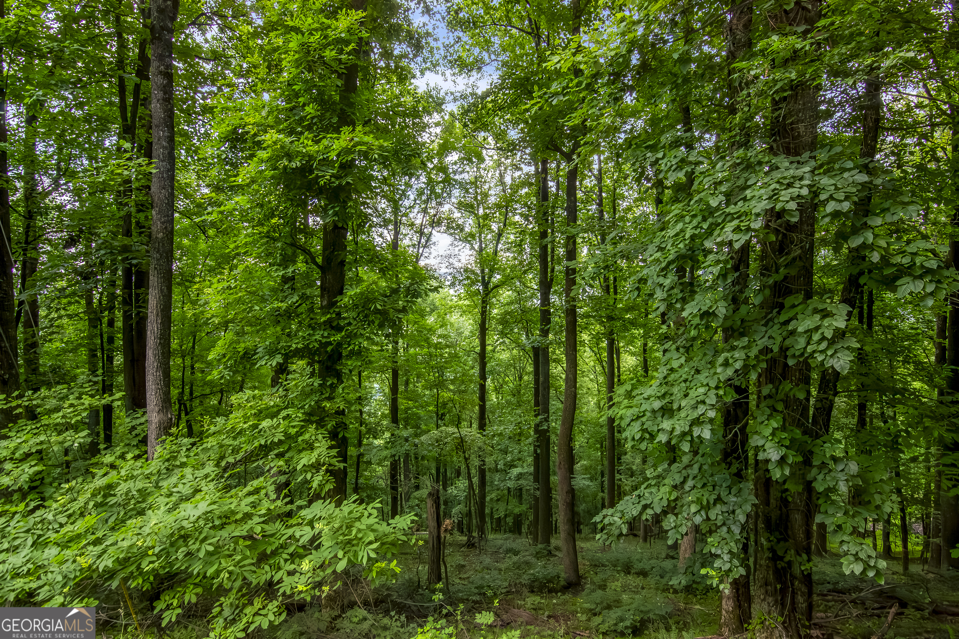 a view of a lush green forest