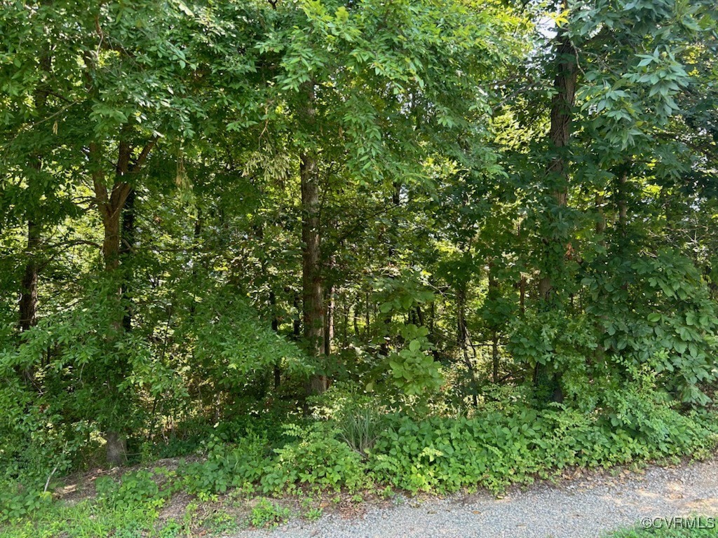 a view of a lush green forest