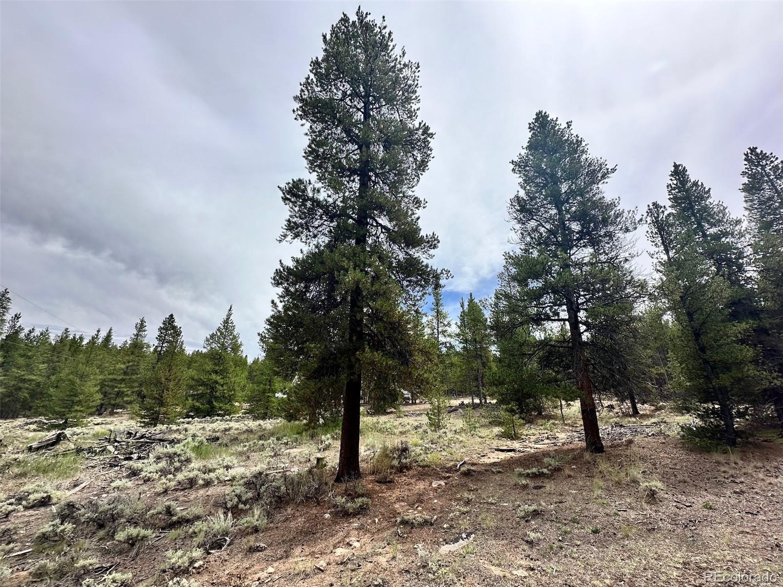 a view of a forest filled with trees