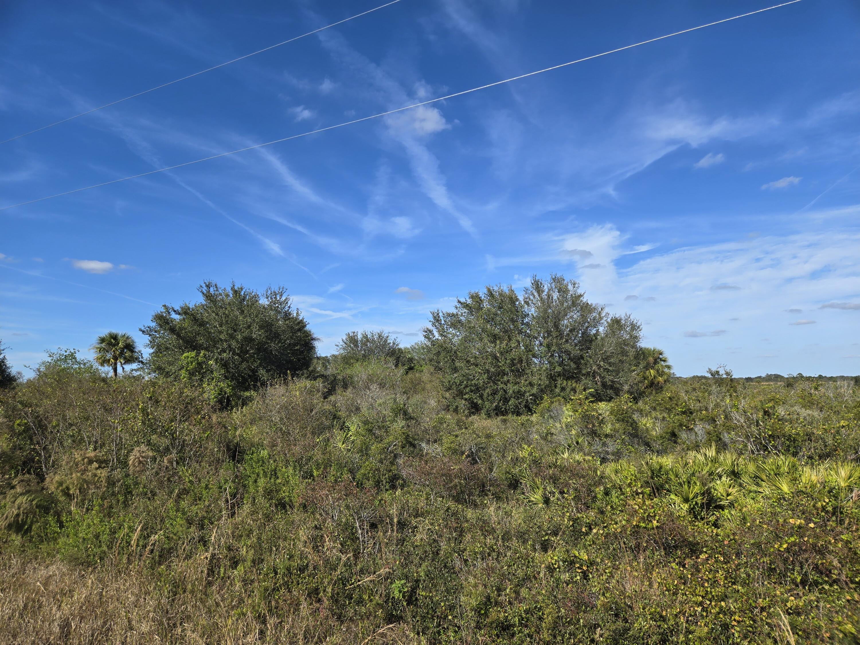 a view of a bunch of trees and bushes