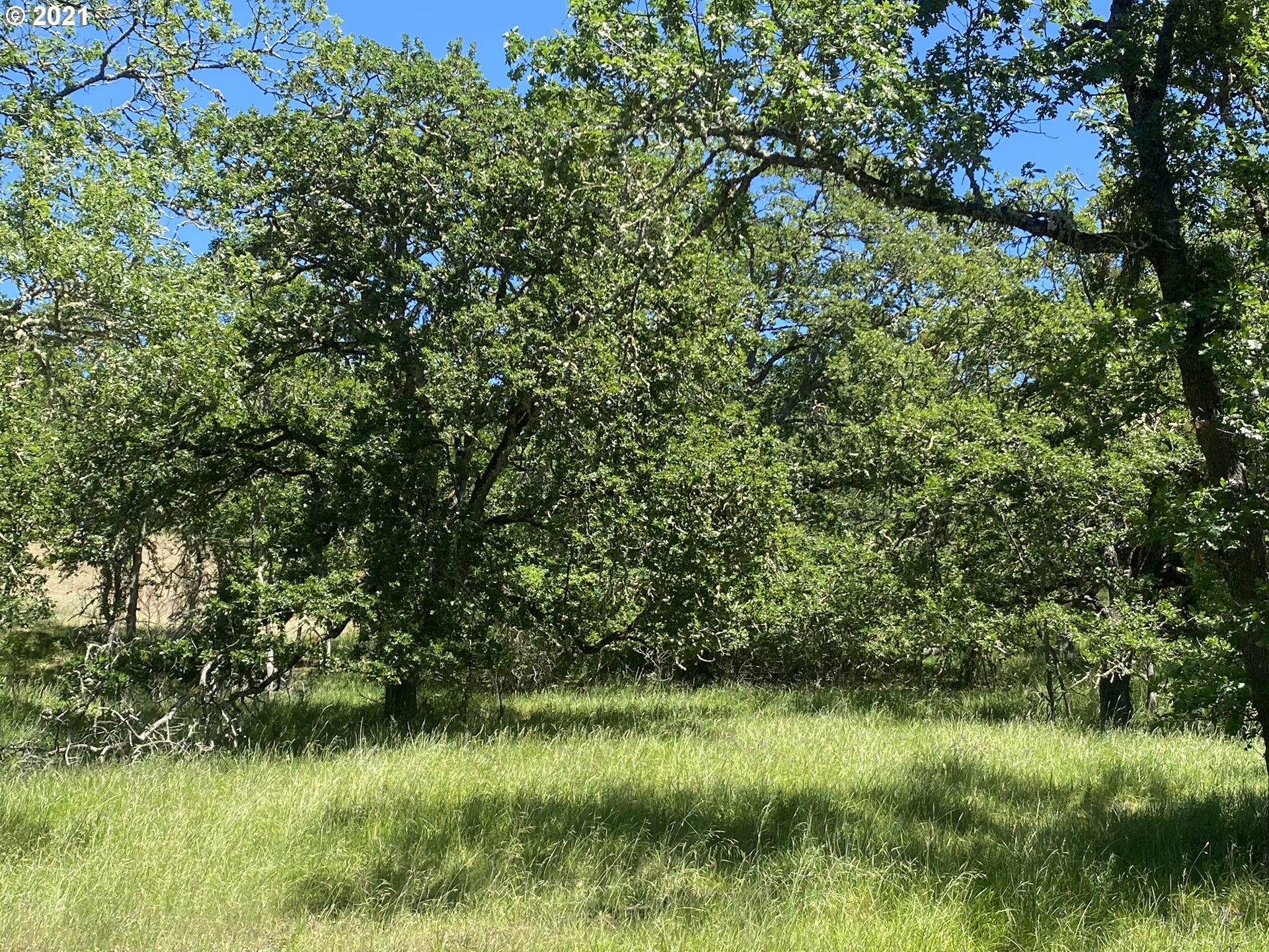 a view of a lush green space