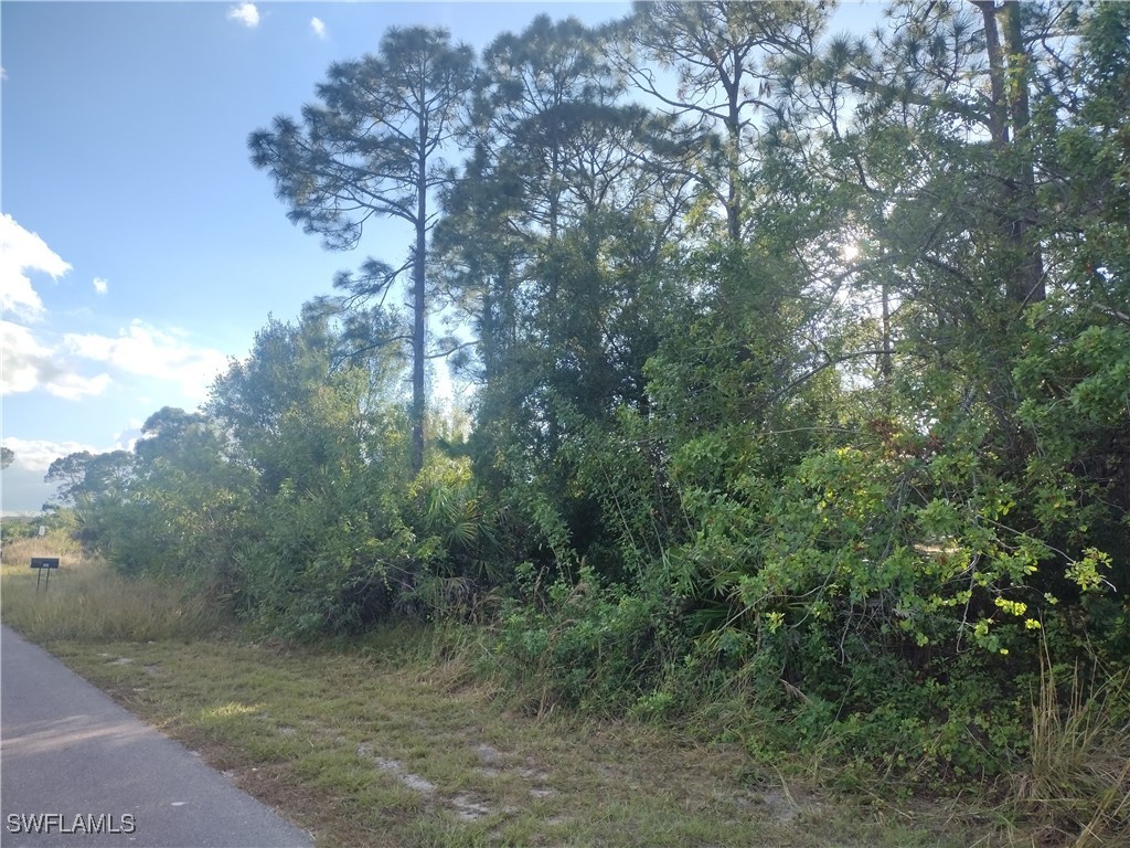 a view of a forest with trees in the background