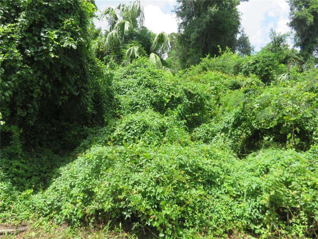 a view of a lush green forest with lawn chairs