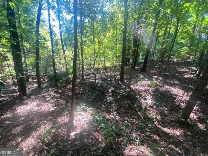 a view of a forest that has large trees