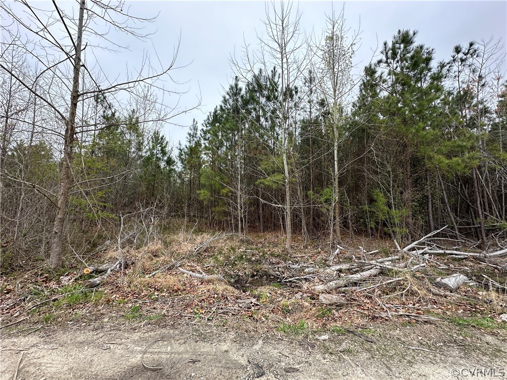 a view of a forest with trees