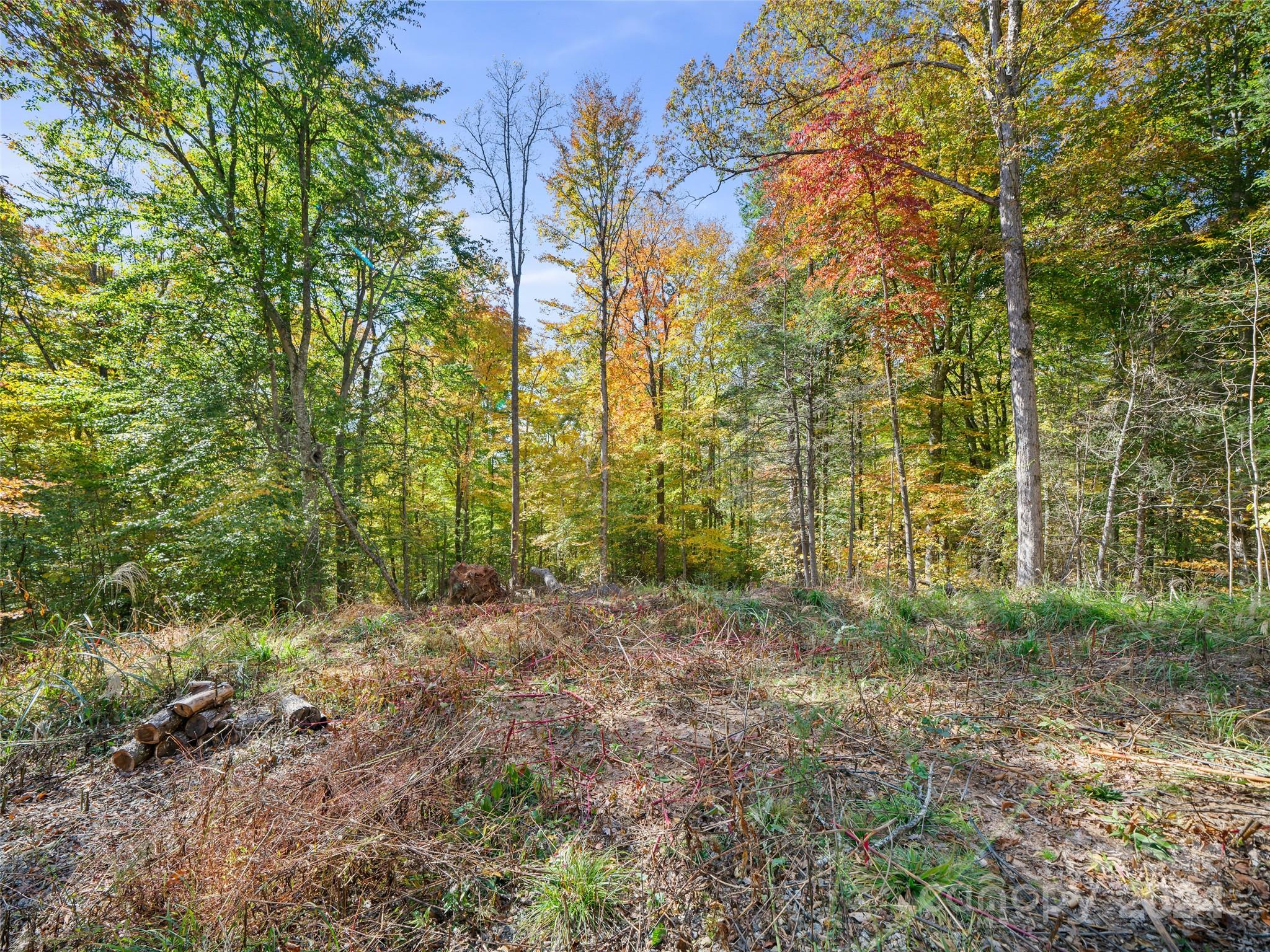 a view of a yard with lots of trees