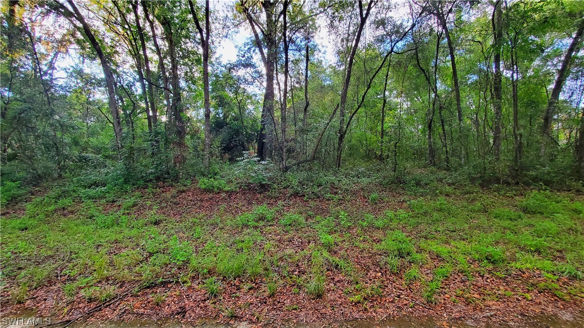 a view of a lush green forest