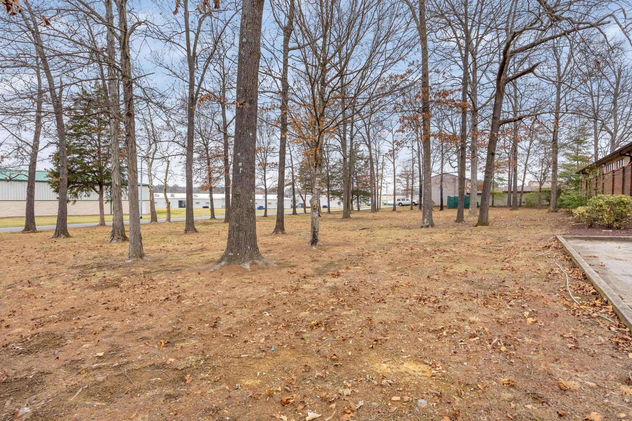 a row of trees with lots of trees