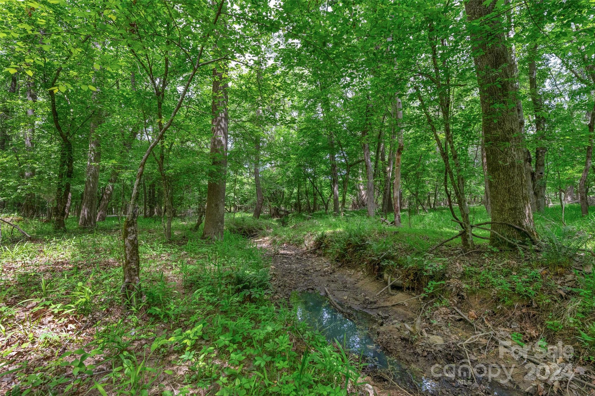 a view of a lush green forest