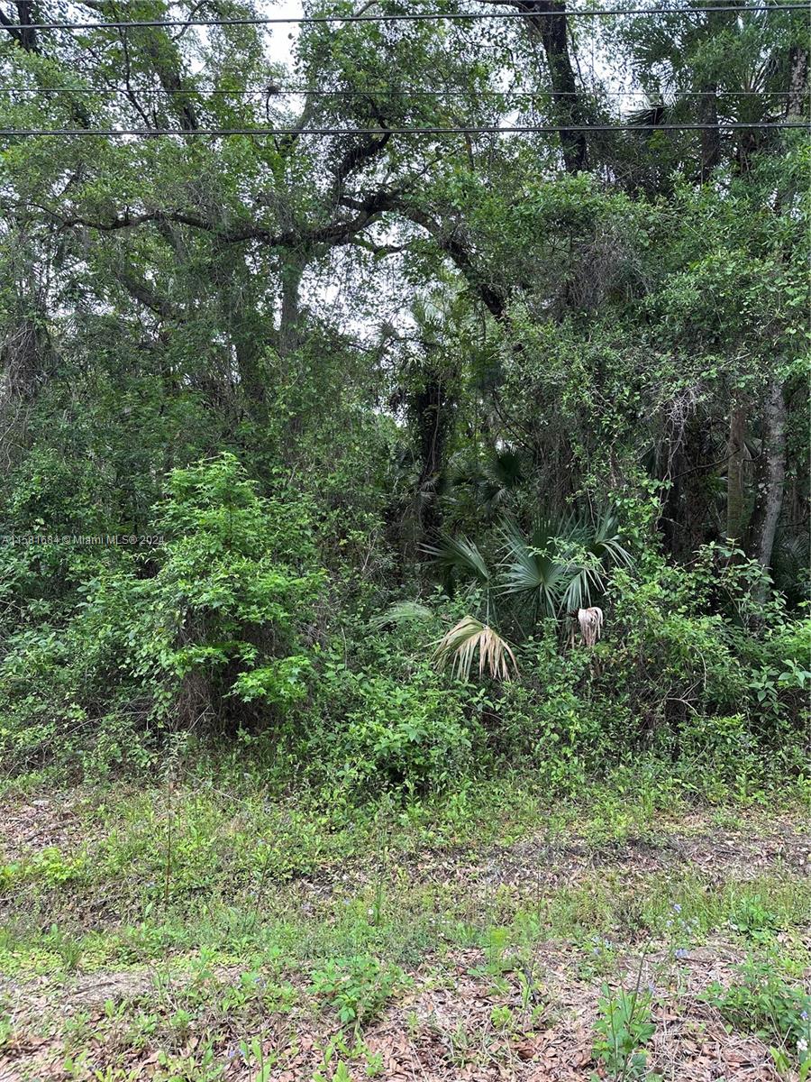 a view of a lush green forest