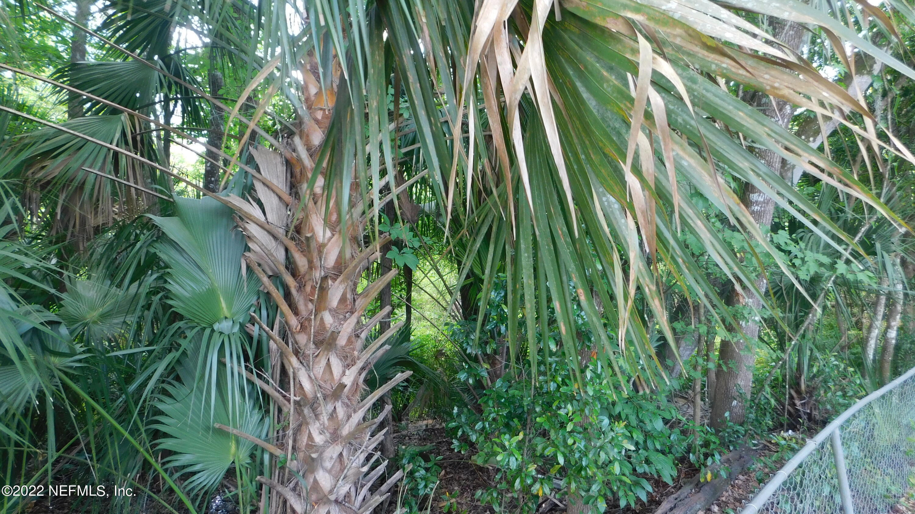 a close up of a plant in a garden