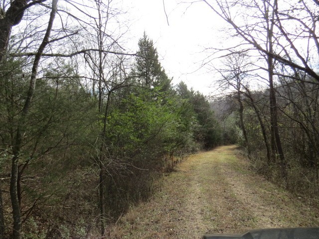 a view of a forest with trees