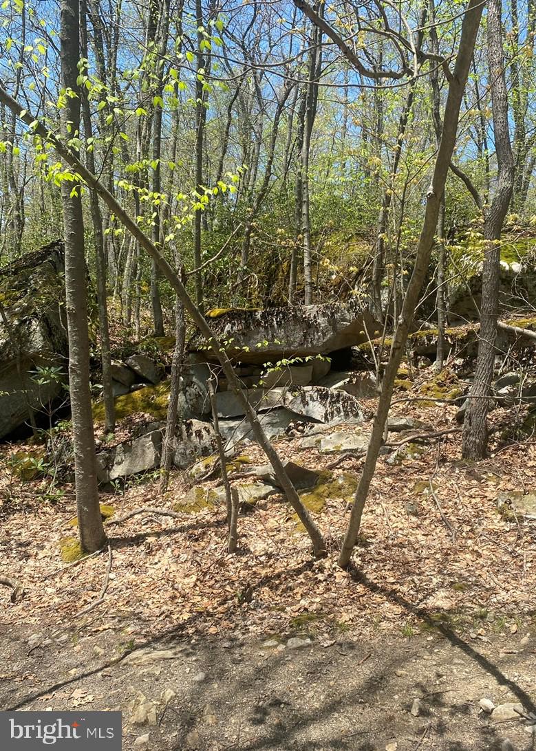 a backyard of a house with lots of trees