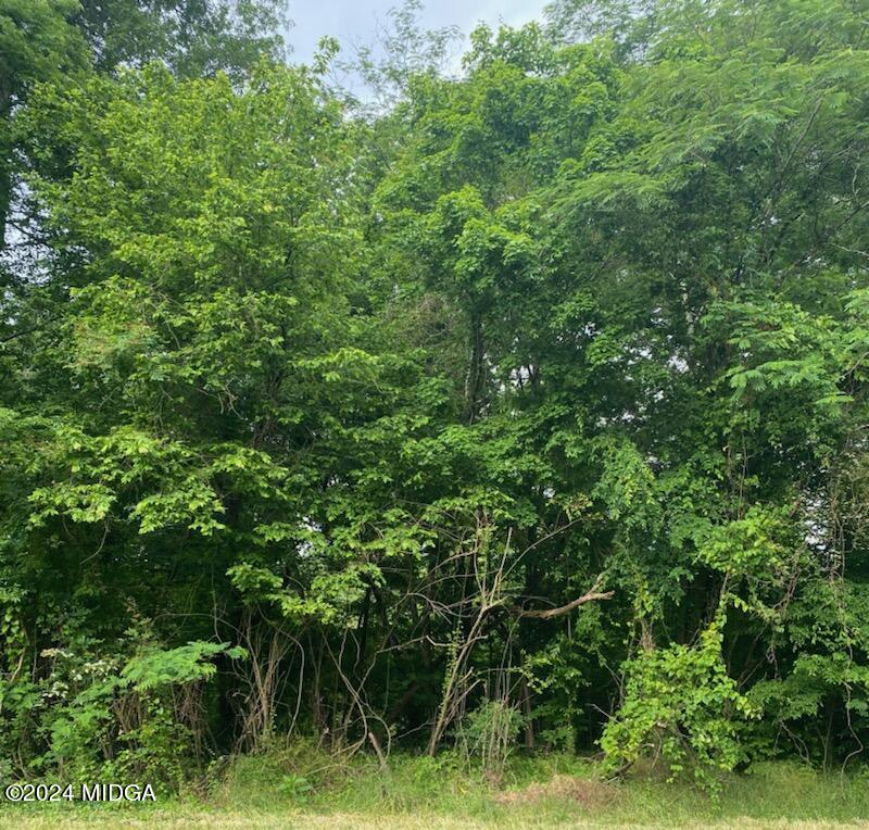 a view of a lush green forest