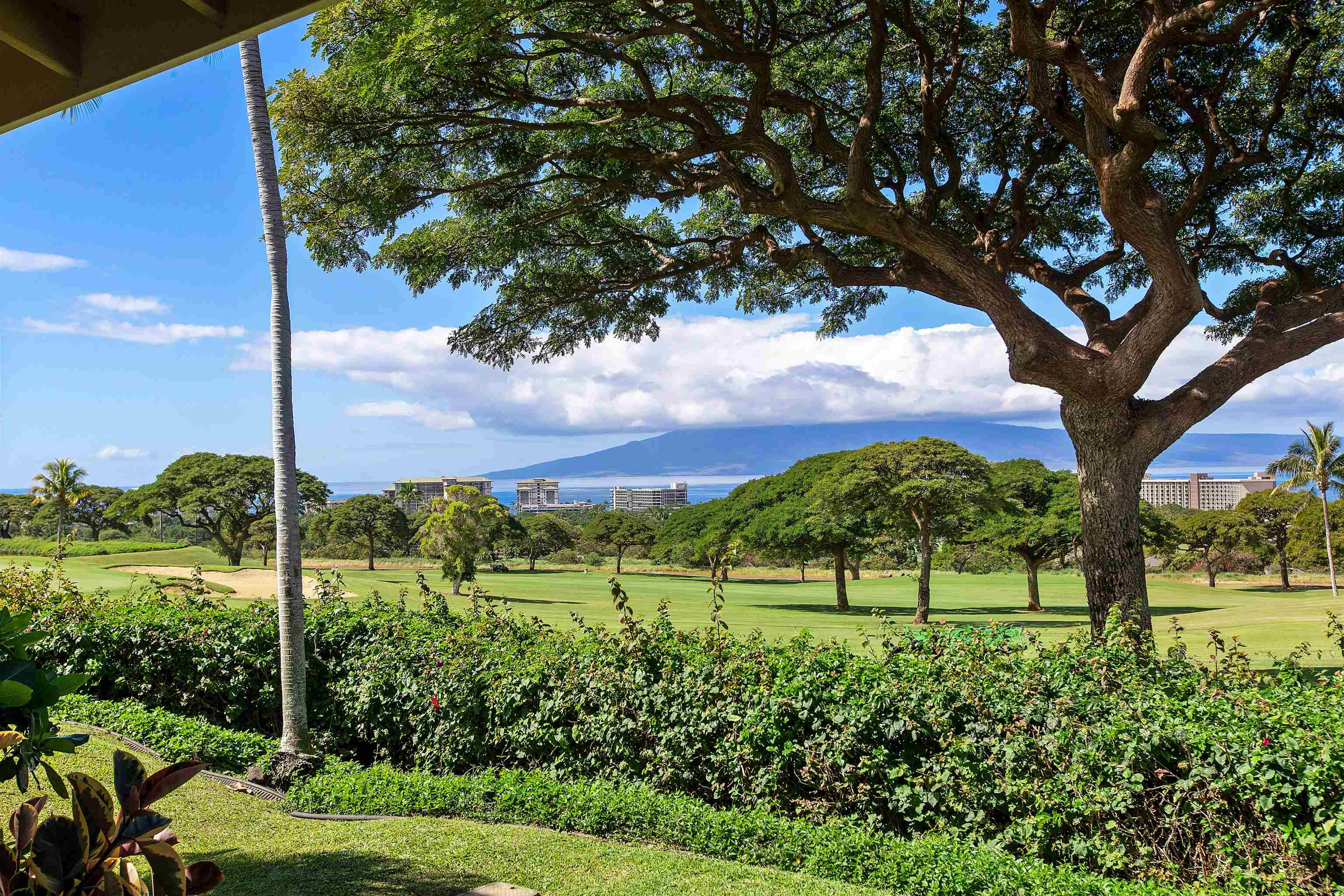 a view of a garden with an tree