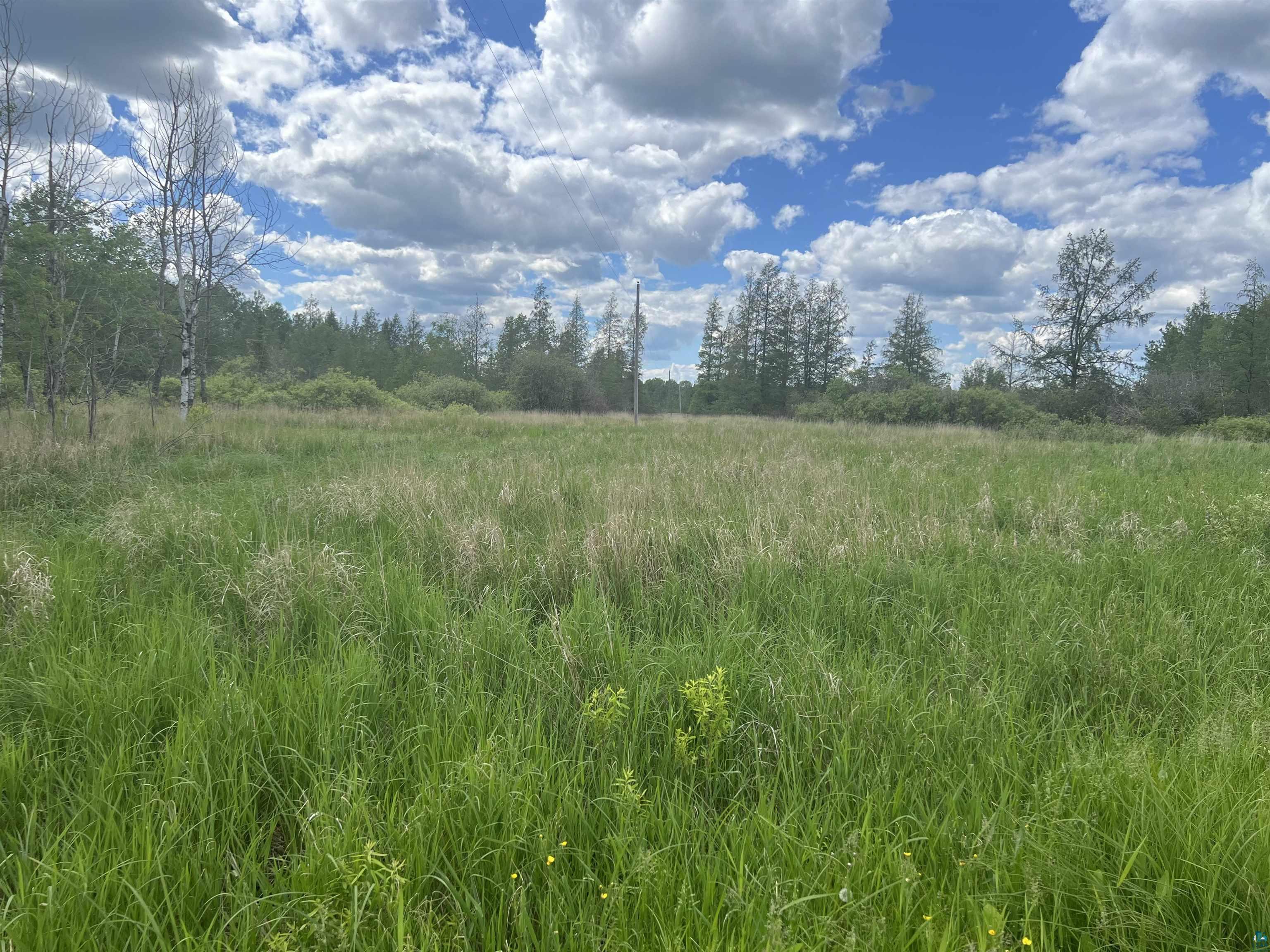 View of local wilderness