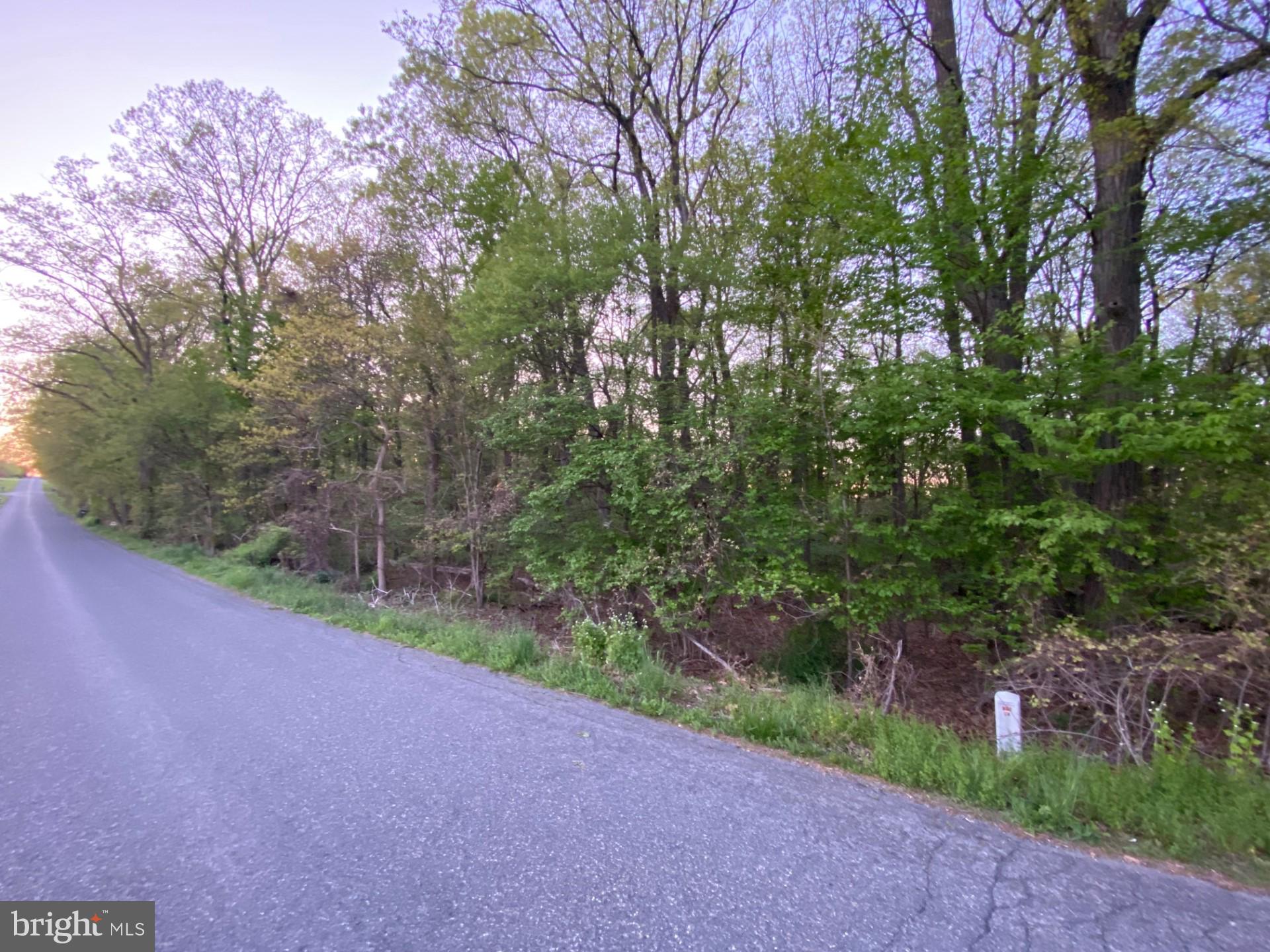 a view of a road with plants and trees