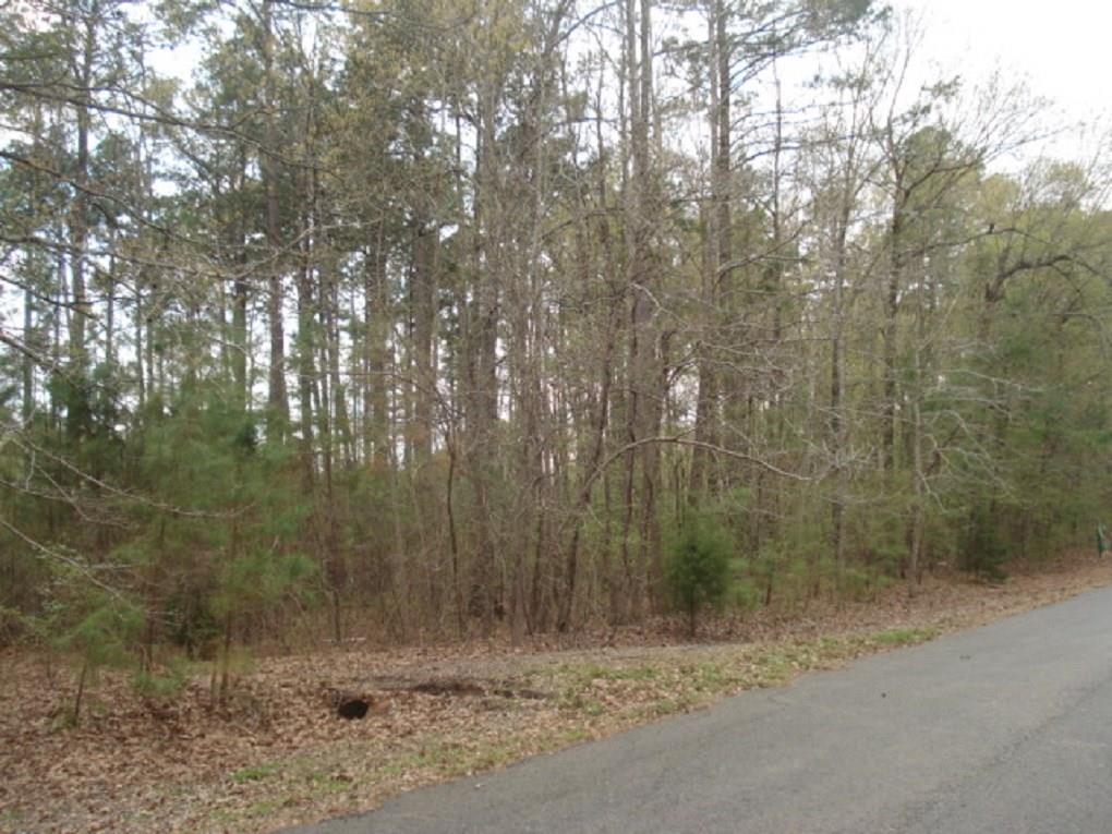 a view of a forest that has a tree