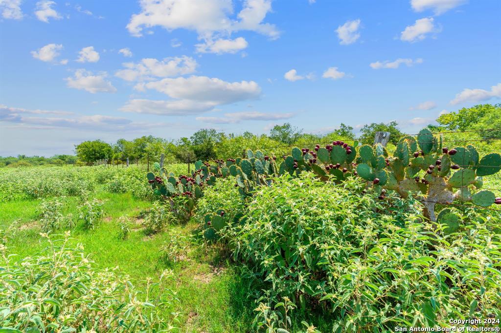 a view of a bunch of trees