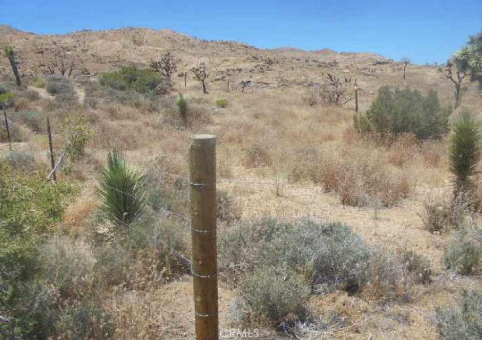 a view of a dry yard