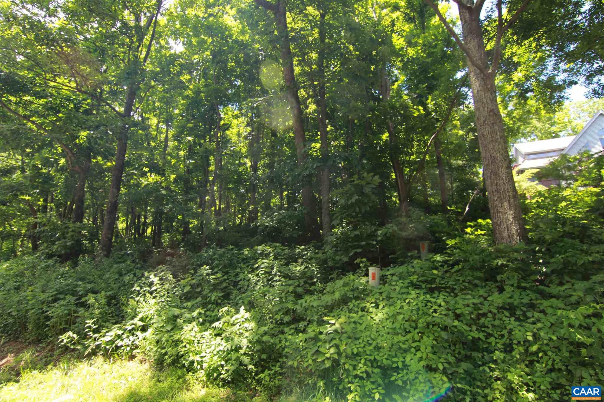 a view of a lush green forest