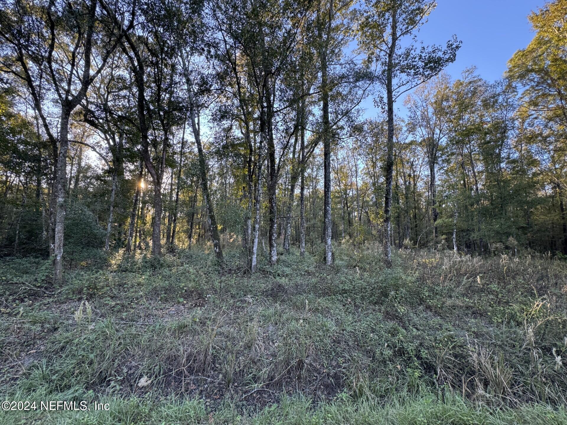 a view of a forest with trees in the background