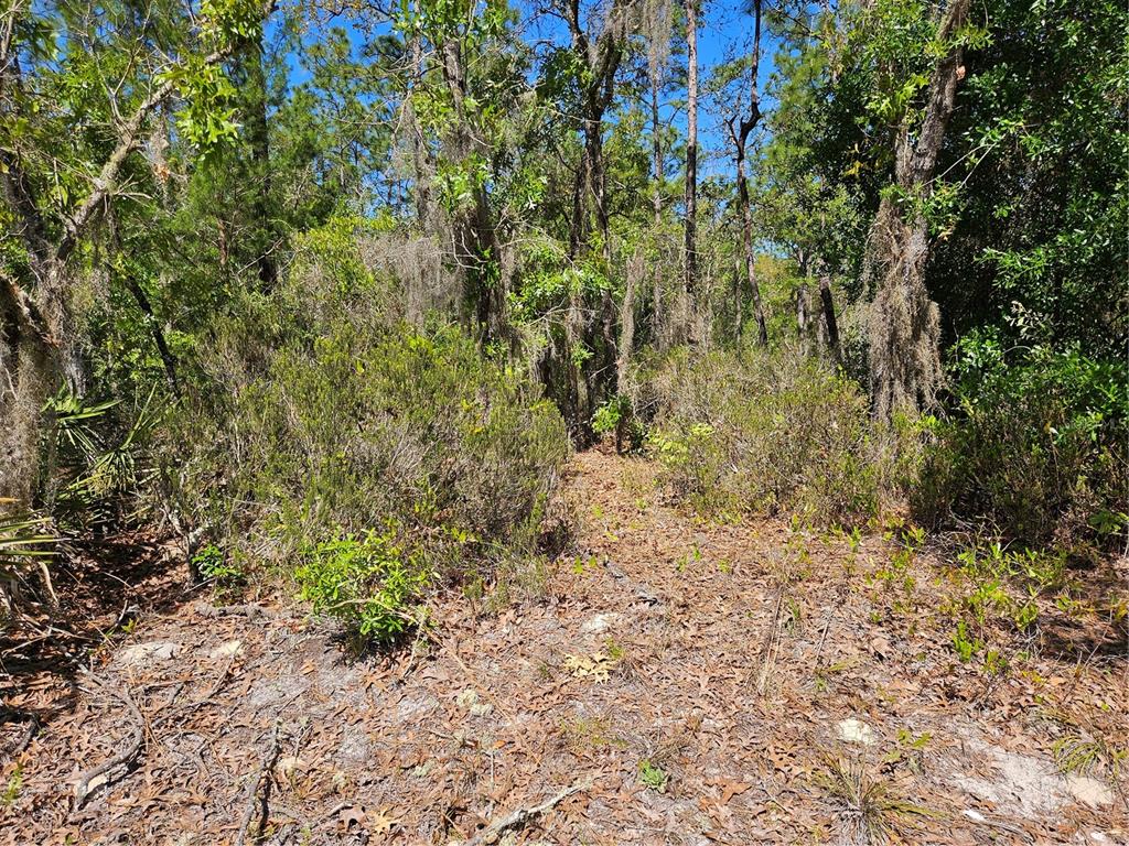 a view of a yard with a tree