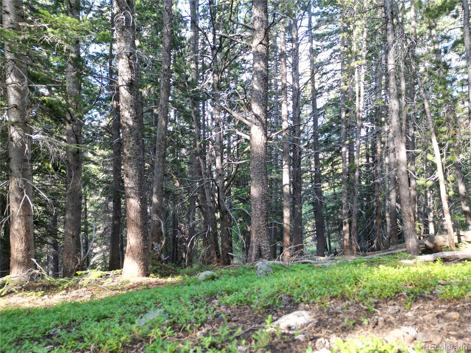 a view of a backyard with large trees