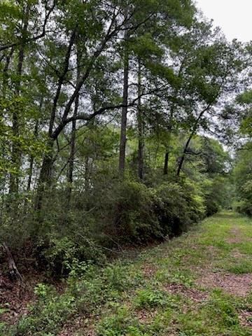 a view of a lush green forest