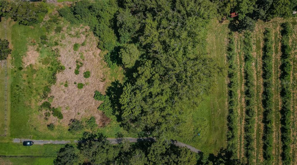 a view of a forest with a tree