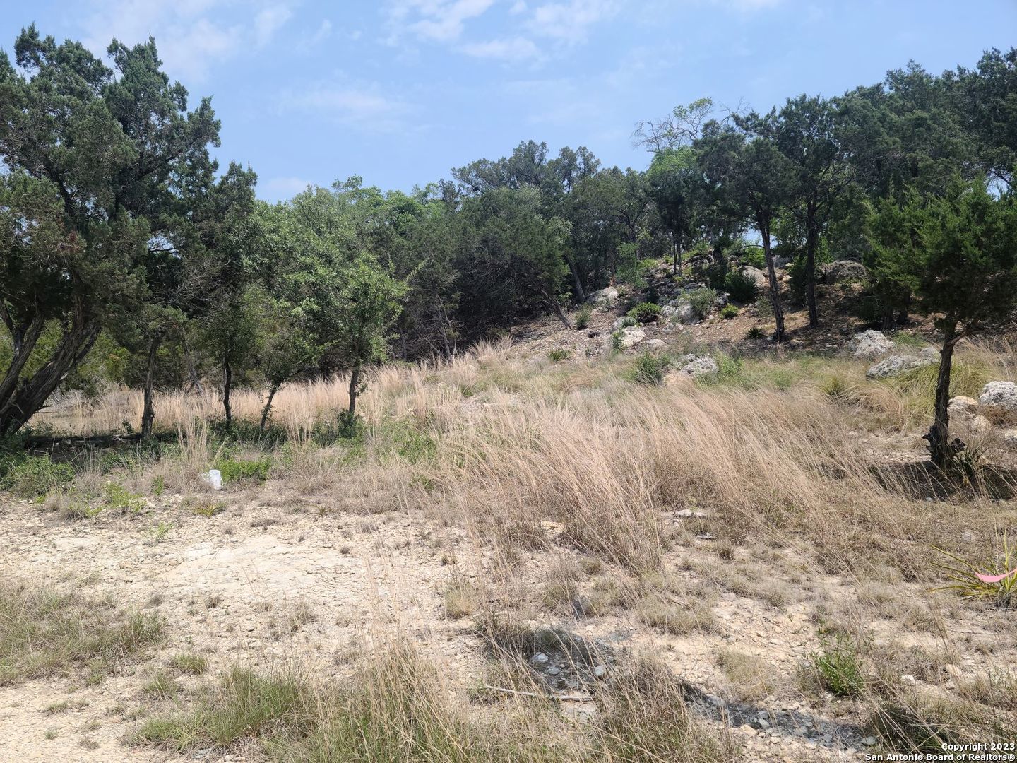 a view of a forest with trees in the background